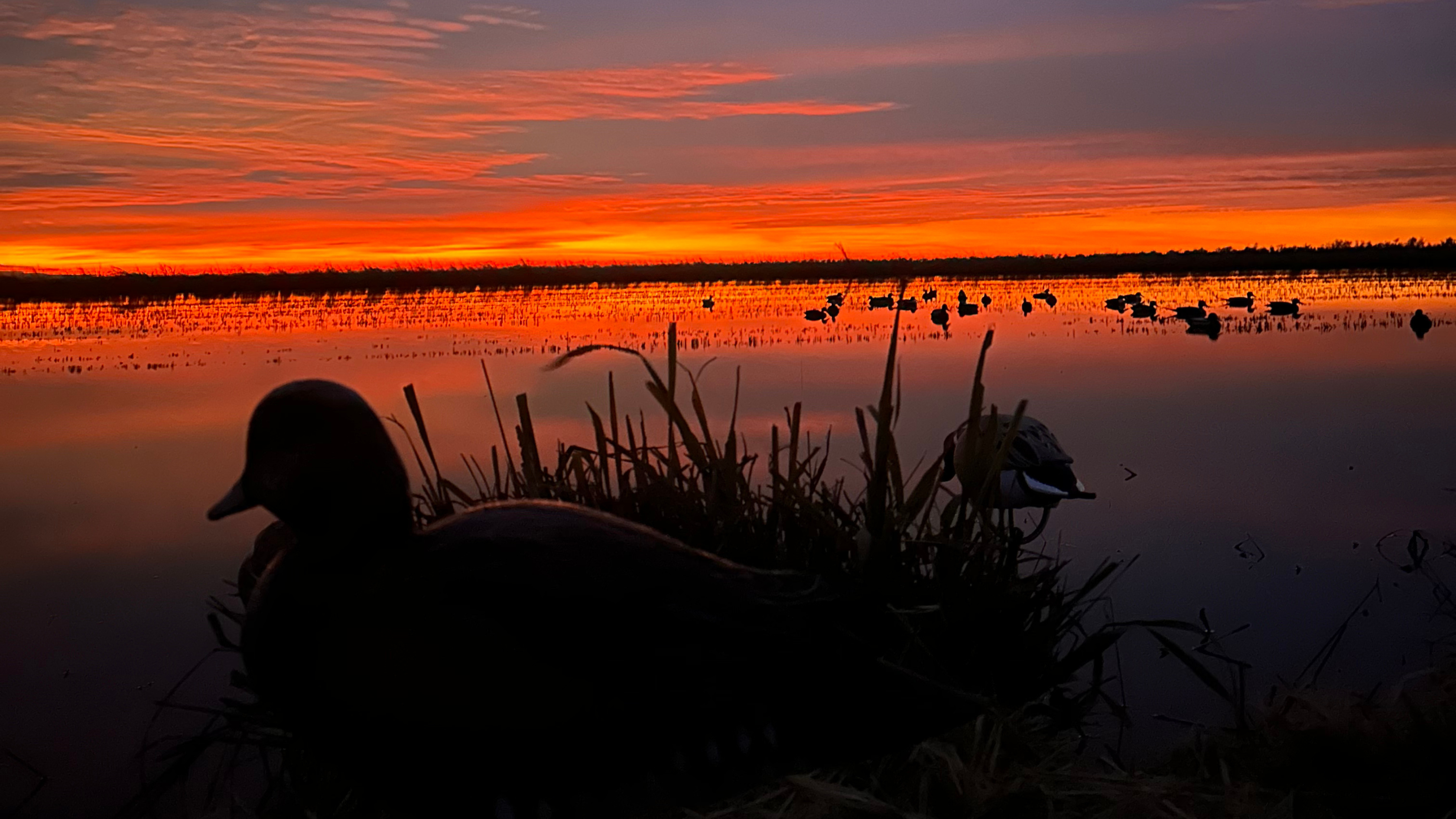 A side-profile silhouette of a duck sitting in an expansive marsh, and a golden hour sunset in the horizon. 